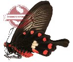 Pachliopta aristolochiae ssp. austrosundana (A2)