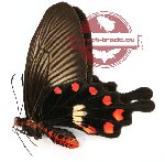Pachliopta aristolochiae ssp. balina (A2)