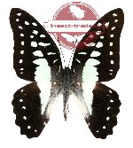 Graphium eurypylus