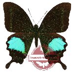 Papilio paris detanii (A2)