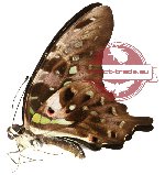 Graphium agamemnon ssp. comodus (A2)