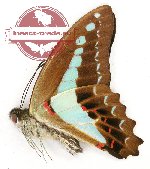 Graphium monticolus textrix
