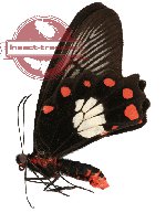 Pachliopta polydorus ssp. polydorus (A2)