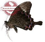 Papilio paris battacorum (A2)