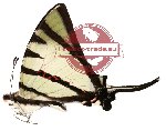 Graphium agetes ssp. insularis (A2)