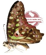 Graphium agamemnon ssp. ligatus (A-)