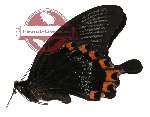 Papilio ascalaphus ssp. ascalaphus (A-)