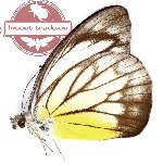 Appias cardena hagar
