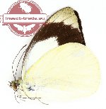 Appias indra ssp. plana (A-)