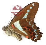 Graphium anthedon halesus (A-)