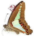 Graphium sarpedon hundertmarki (A-)