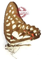 Graphium eurypylus pampylus (A-)