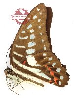 Graphium meyeri meyeri
