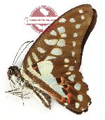Graphium doson evemonides (A2)