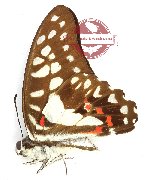 Graphium eurypylus lutorius
