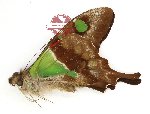 Graphium weiskei