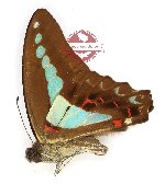 Graphium isander imparilis (A-)