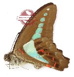Graphium sarpedon luctatius