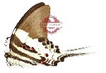 Graphium dorcus butongensis (A-)