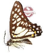 Graphium bathycles bathycles (A-)