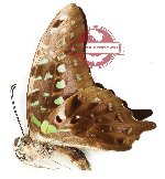 Graphium agamemnon exilis (A-)