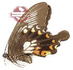 Papilio polytes alcindor (A2)