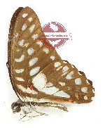 Graphium sallastius insularis (A2)