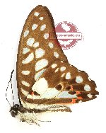 Graphium doson vulso (A2)