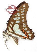 Graphium eurypylus mecisteus