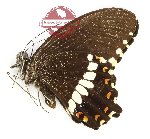 Papilio polytes kangeana (A-)