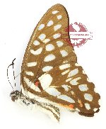 Graphium sallastius aloricus (A-)