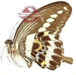 Papilio gigon mangolinus