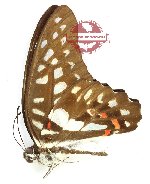 Graphium eurypylus fumikoe