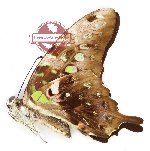 Graphium agamemnon meton (A2)