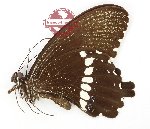 Papilio polytes vigellius (A-)