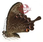 Papilio paris dempo