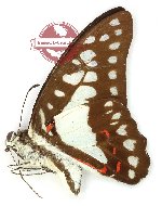 Graphium eurypylus lycaonides