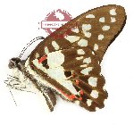 Graphium doson kangeanus (A2)