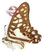 Graphium doson sangeanus (A2)