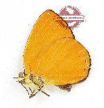 Titea coerulea (g A2)