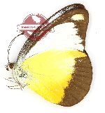 Appias ada silla (A-)