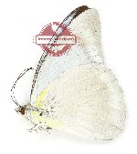 Appias celestina galerus