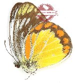 Cepora temena temena (A2)