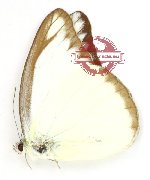 Appias lyncida lycaste (A2)