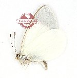 Elodina dispar (A2)
