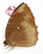 Elymnias hypermnestra sumbawana