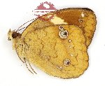 Xanthotaenia busiris burra (A-)