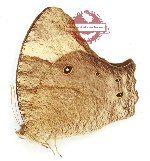 Melanitis constantia gylippa (A2)
