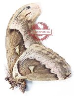 Attacus crameri (A2)