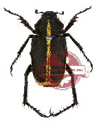 Ectinohoplia sp. 4